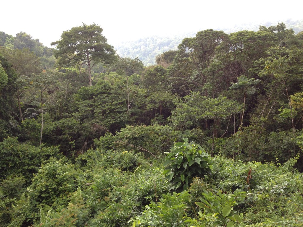 Brownsberg National Park