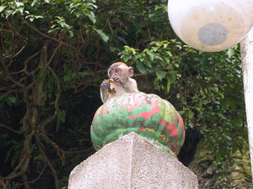 oz2004-072-kl batu caves monkey